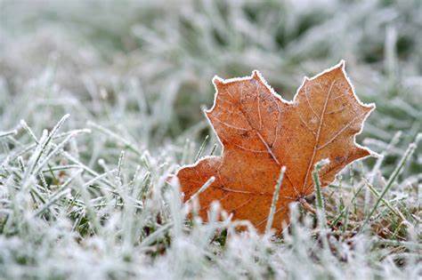 winter lawn dressing Pre-Winter Lawn Care in Houston Plants For All Seasons